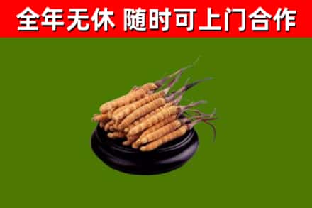 前郭尔罗斯县回收散虫草