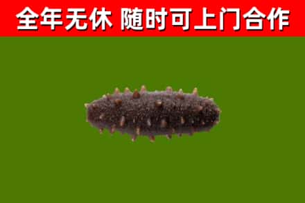 前郭尔罗斯县回收海参干